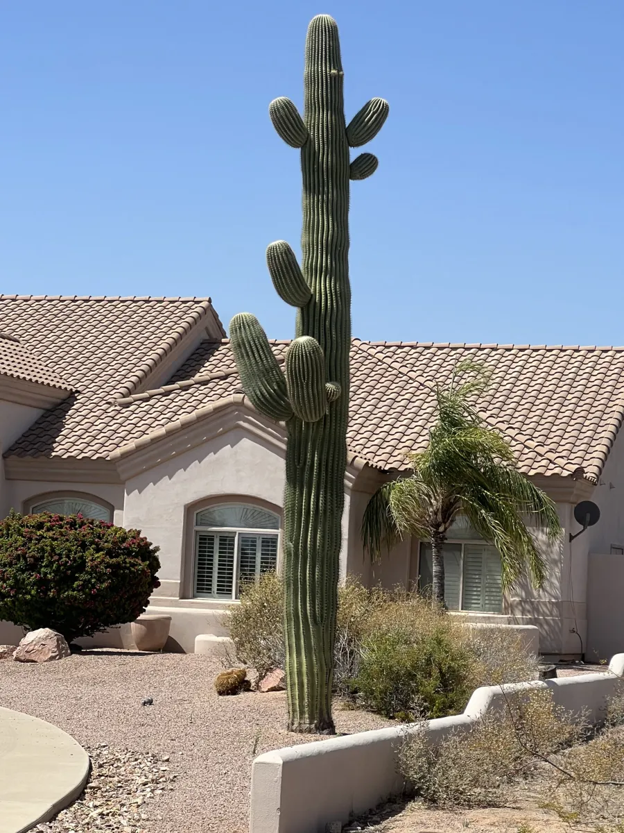 Desert landscaping and saguaro beside the home